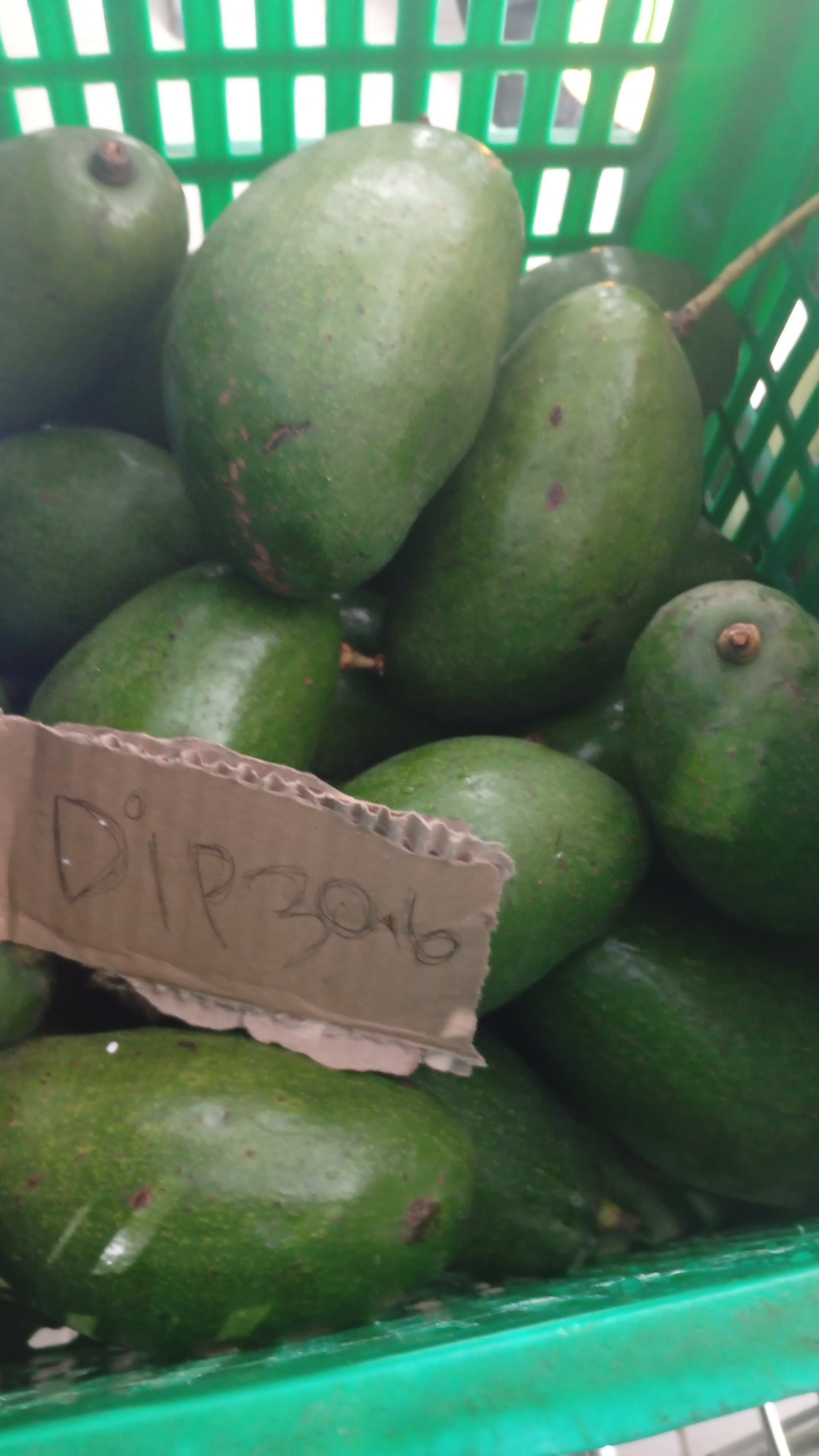 avocado